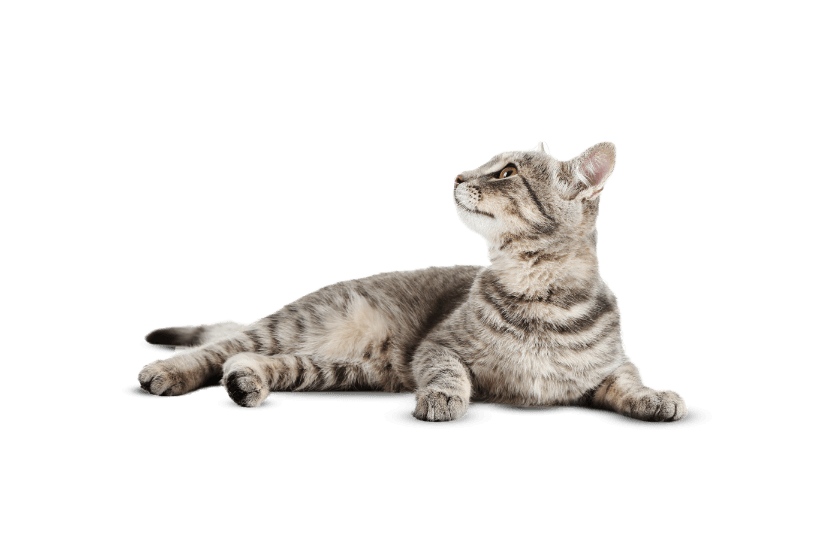 image with cat
